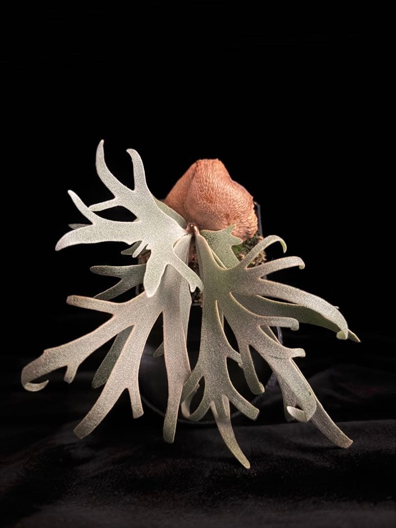 ビカクシダ p.willinckii Totoro sporeling special