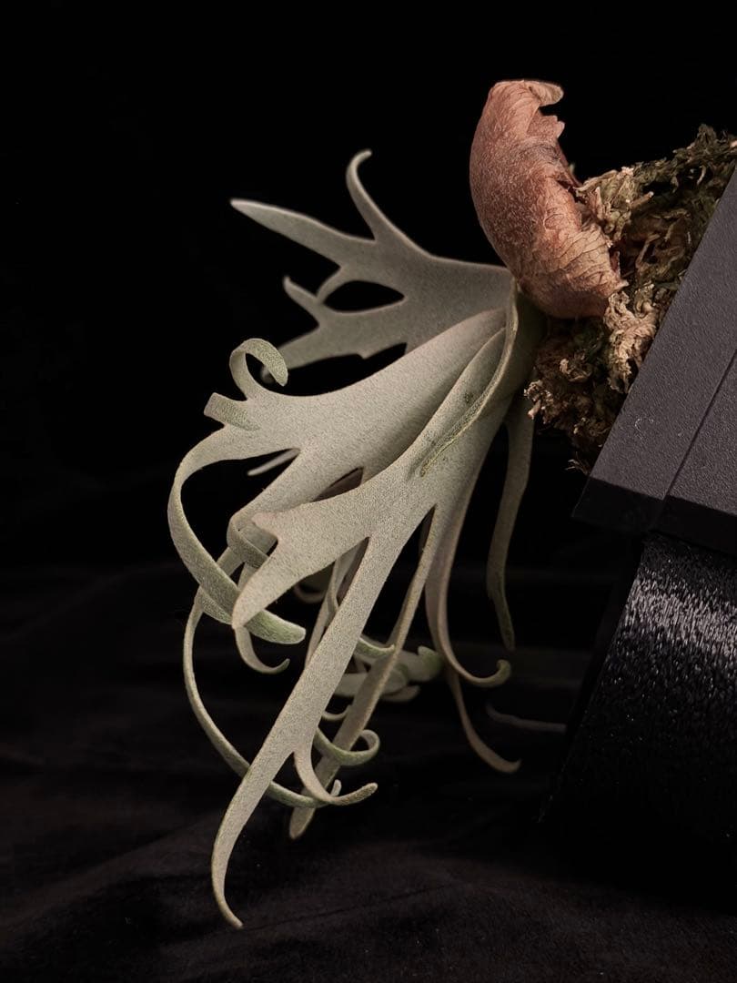 ビカクシダ p.willinckii Totoro sporeling special