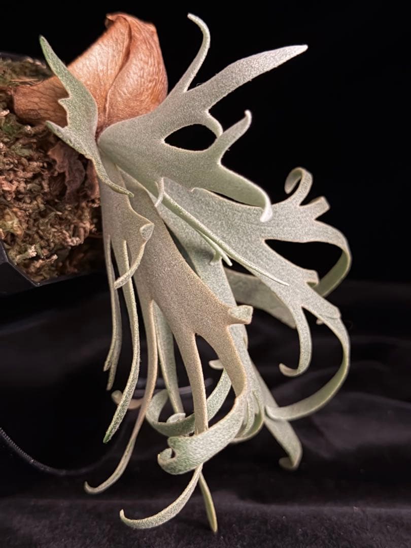 ビカクシダ p.willinckii Totoro sporeling special