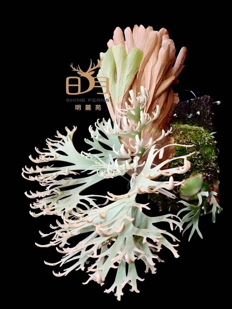 ビカクシダ p.willinckii Totoro sporeling special