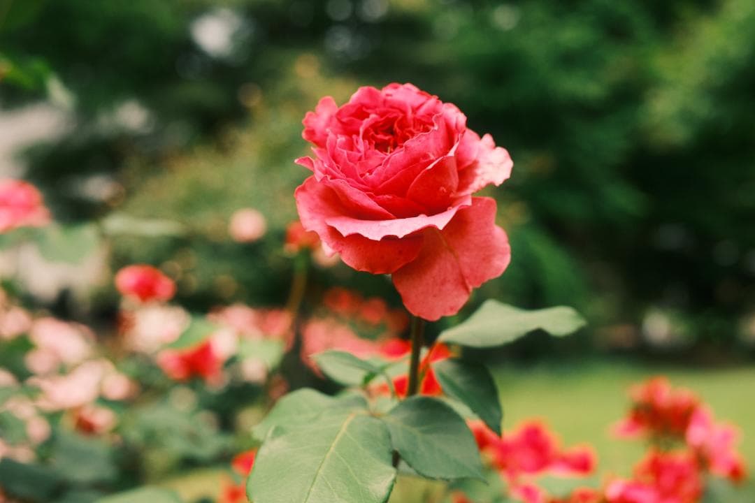 Zeiss Touit 1.8/32mm Xマウント for FUJIFILM