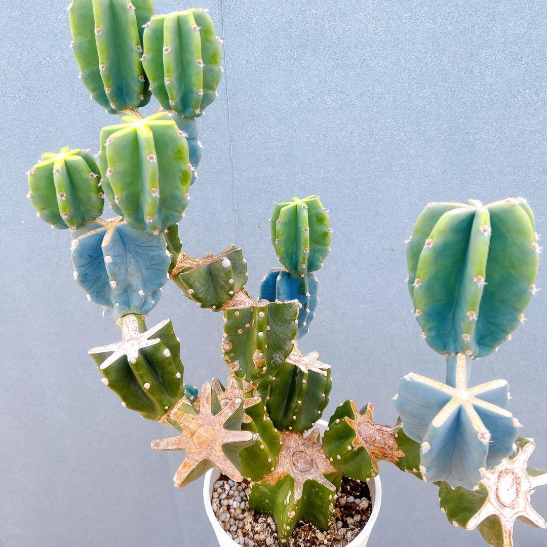 現品　サボテン　柱サボテン　ブランチ　鬼面角　1番　特大　ドライガーデン