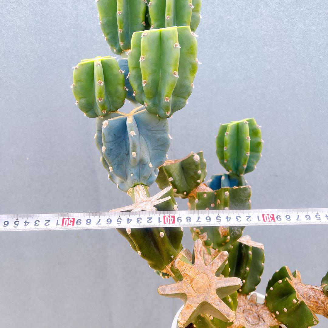 現品　サボテン　柱サボテン　ブランチ　鬼面角　1番　特大　ドライガーデン
