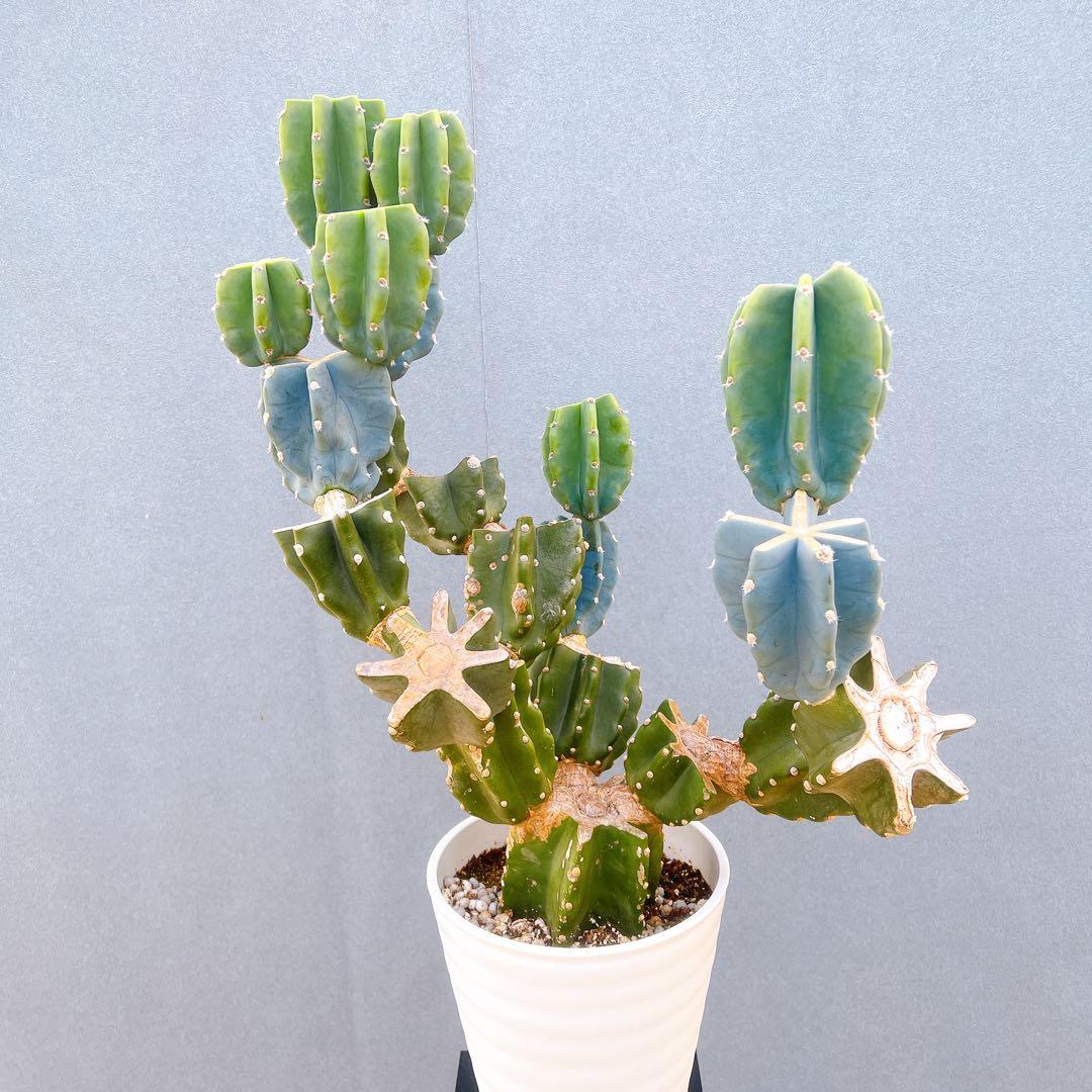 現品　サボテン　柱サボテン　ブランチ　鬼面角　1番　特大　ドライガーデン