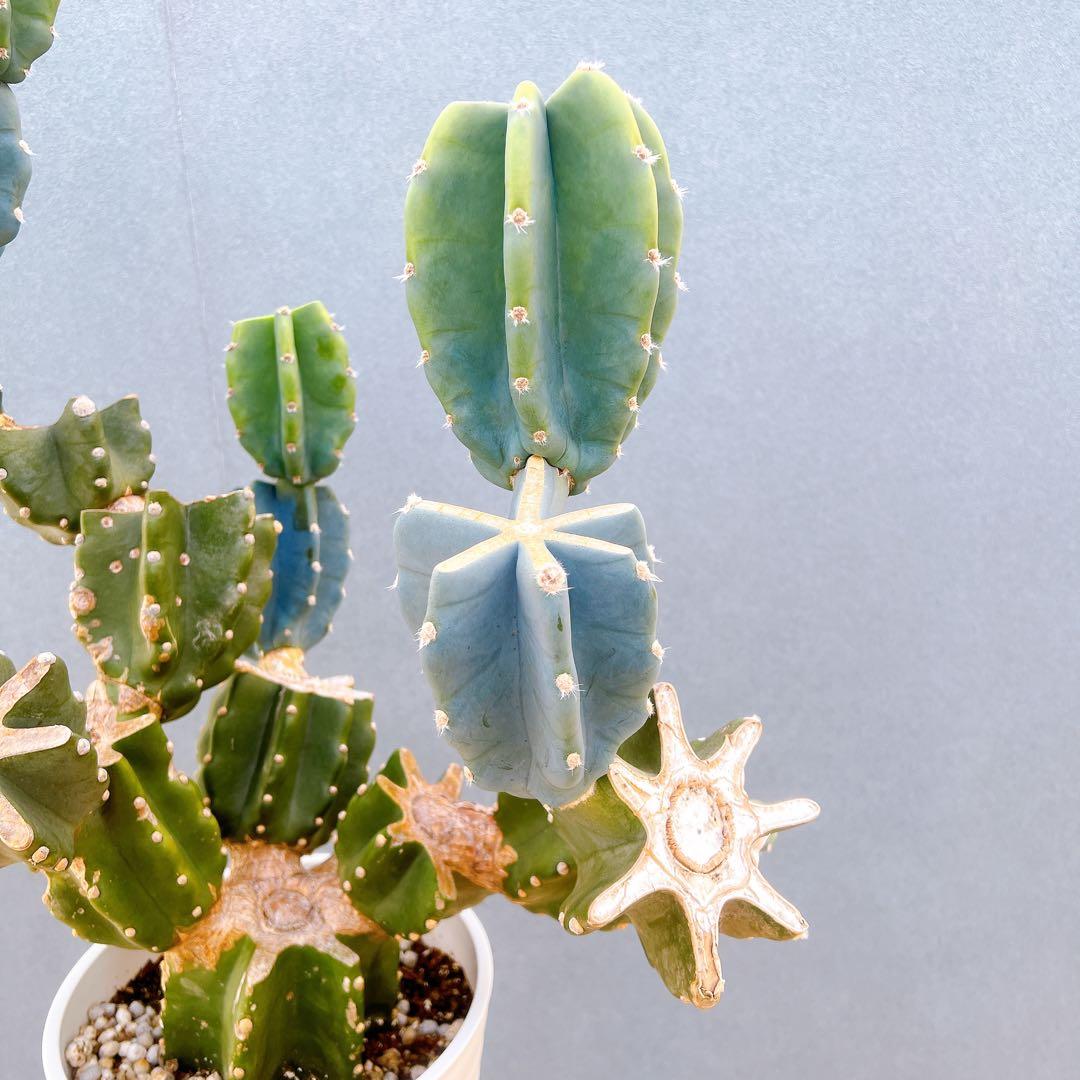 現品　サボテン　柱サボテン　ブランチ　鬼面角　1番　特大　ドライガーデン