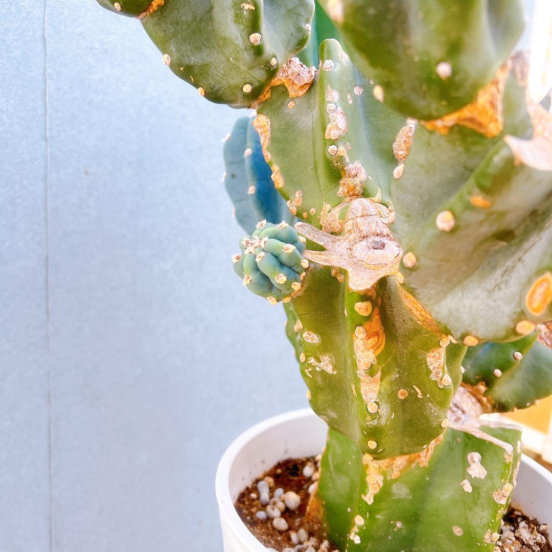 現品　サボテン　柱サボテン　ブランチ　鬼面角　1番　特大　ドライガーデン