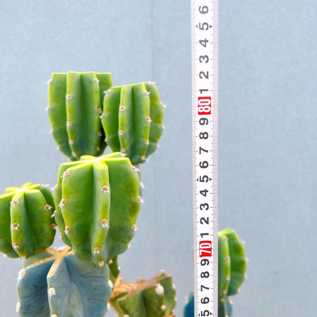 現品　サボテン　柱サボテン　ブランチ　鬼面角　1番　特大　ドライガーデン