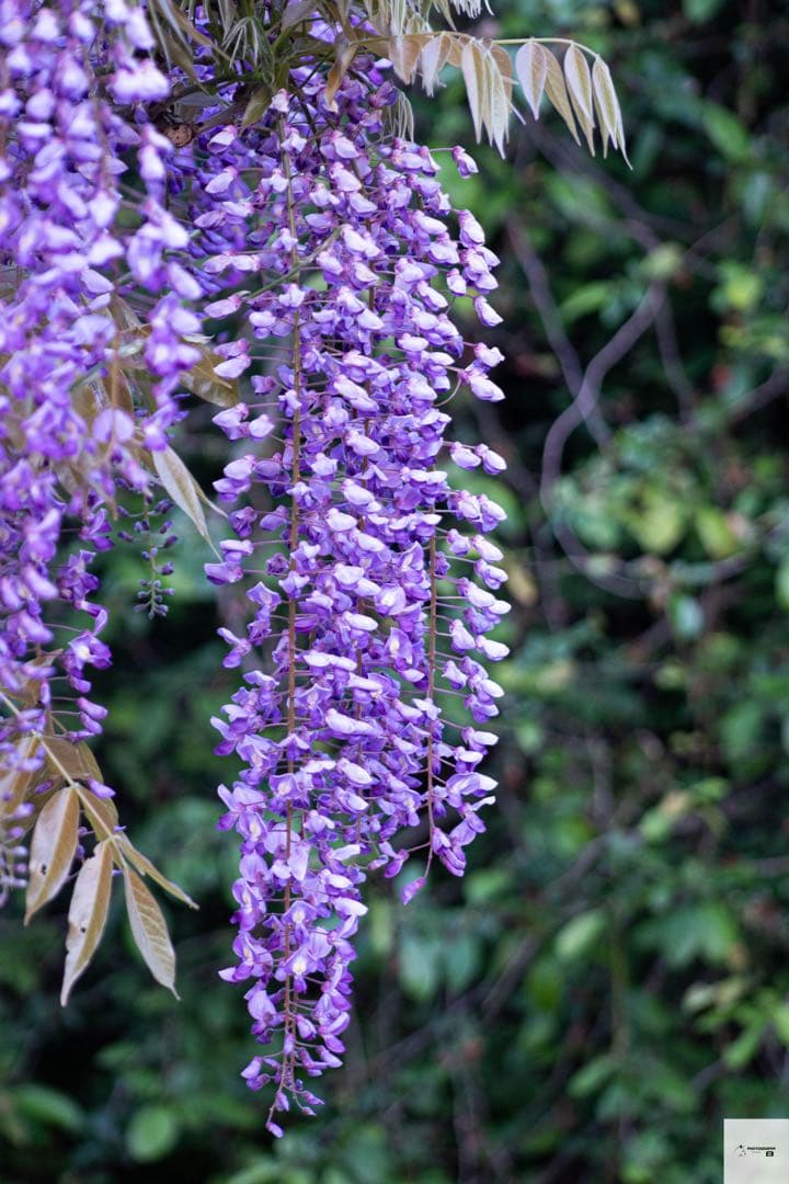 Canon EF 75-300mm f/4-5.6ⅱ ズームレンズ