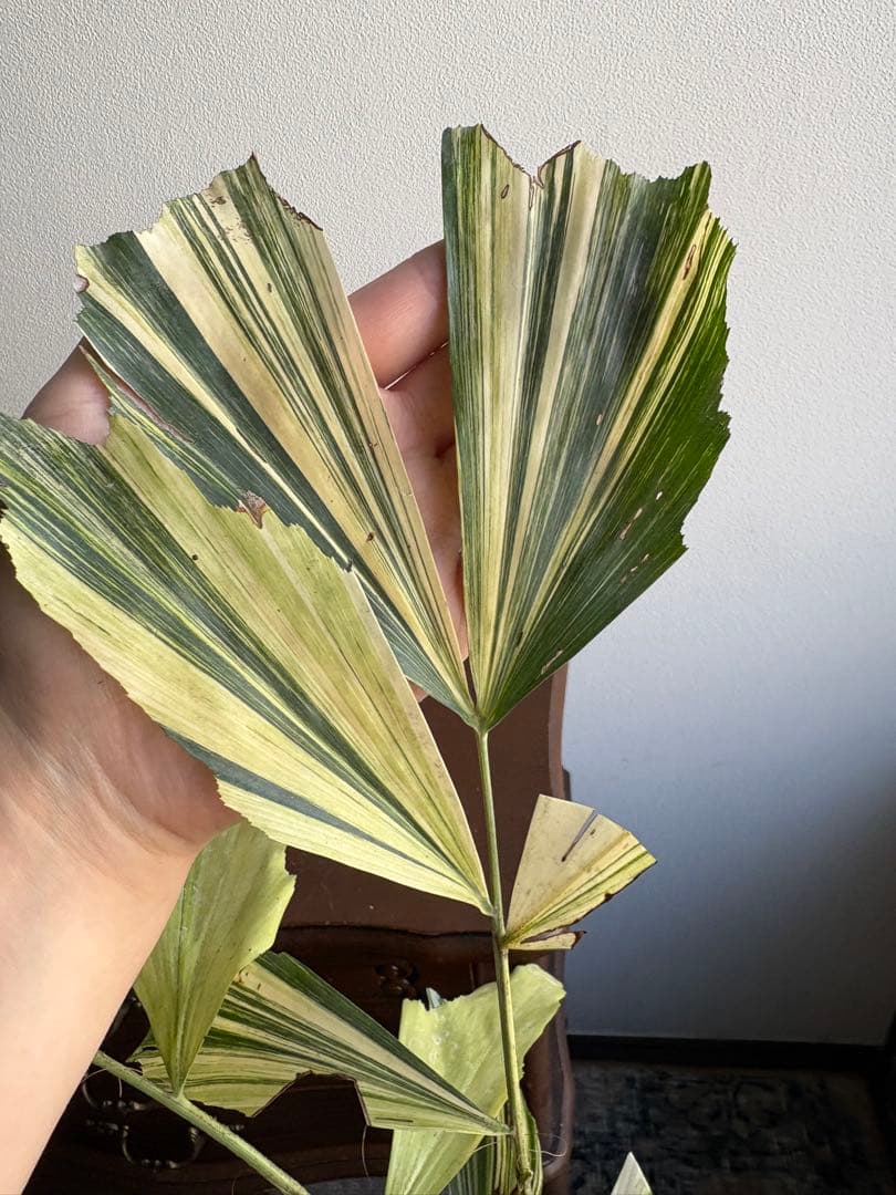 大株 クジャクヤシ斑入り Caryota mitis variegated 5号