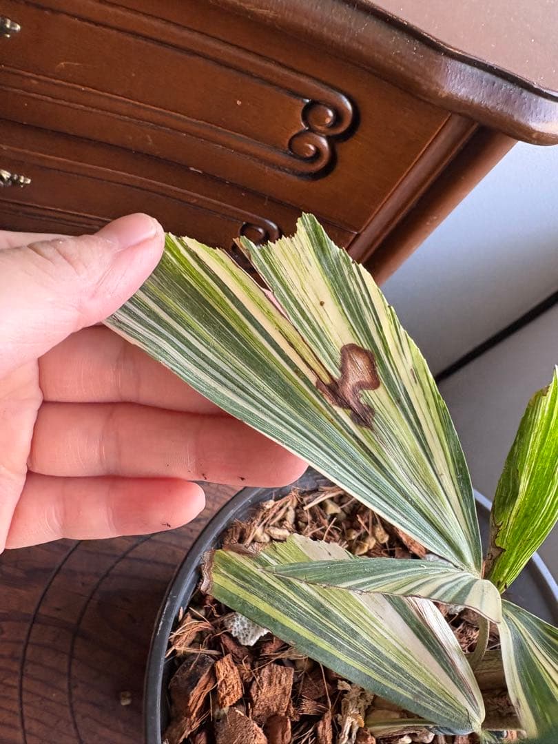 大株 クジャクヤシ斑入り Caryota mitis variegated 5号