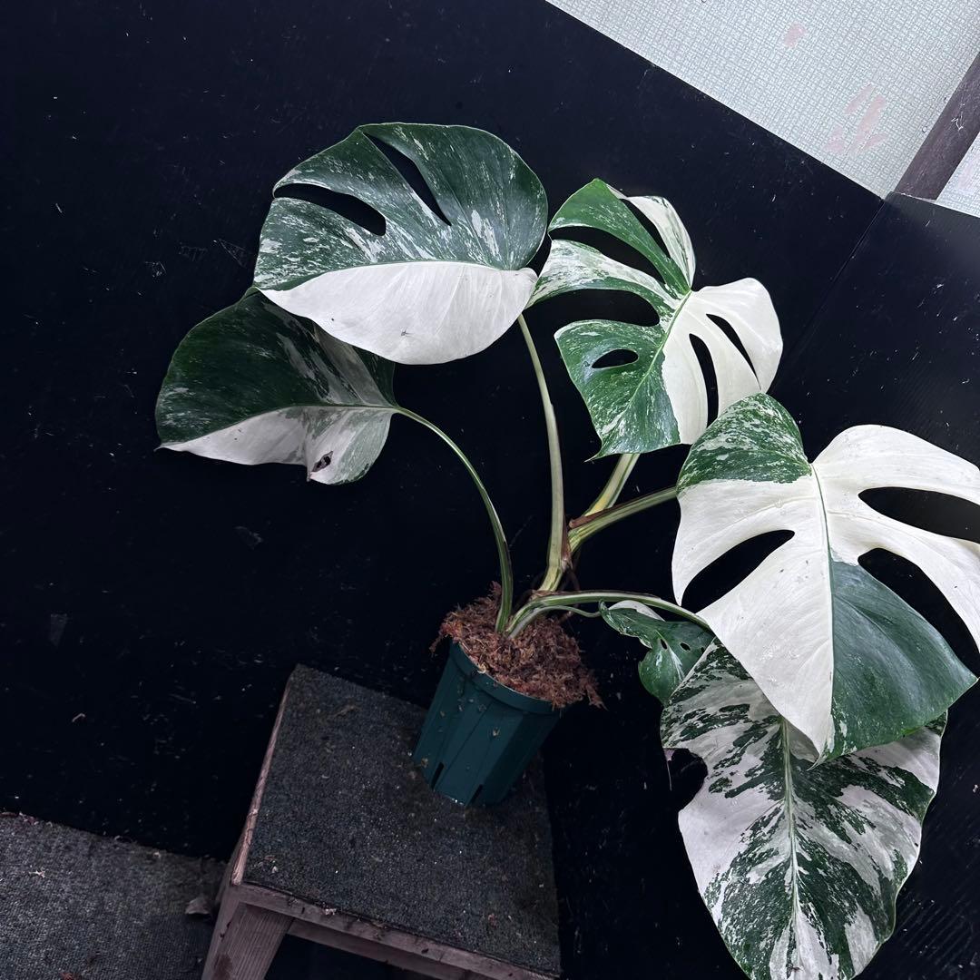 梅*様 斑入りモンステラ ホワイトタイガー極美大株54cm白斑多