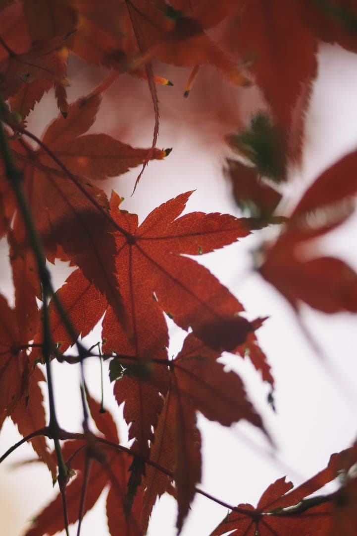 接写大幅UP！Leica Elmar 65mm F3.5 Viso 2nd