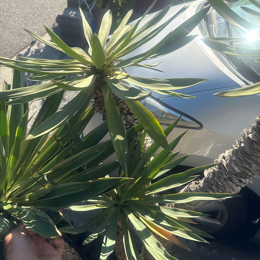 Tak ユッカグロリオサ　分頭！　子株も有り　芋付き　直接取り引きのみ