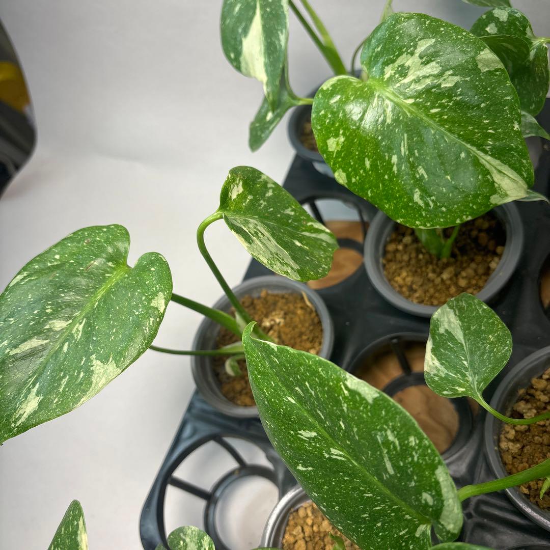 テ*ー様 10株セットms23【特別選抜】モンステラ・タイコンステレーション 斑