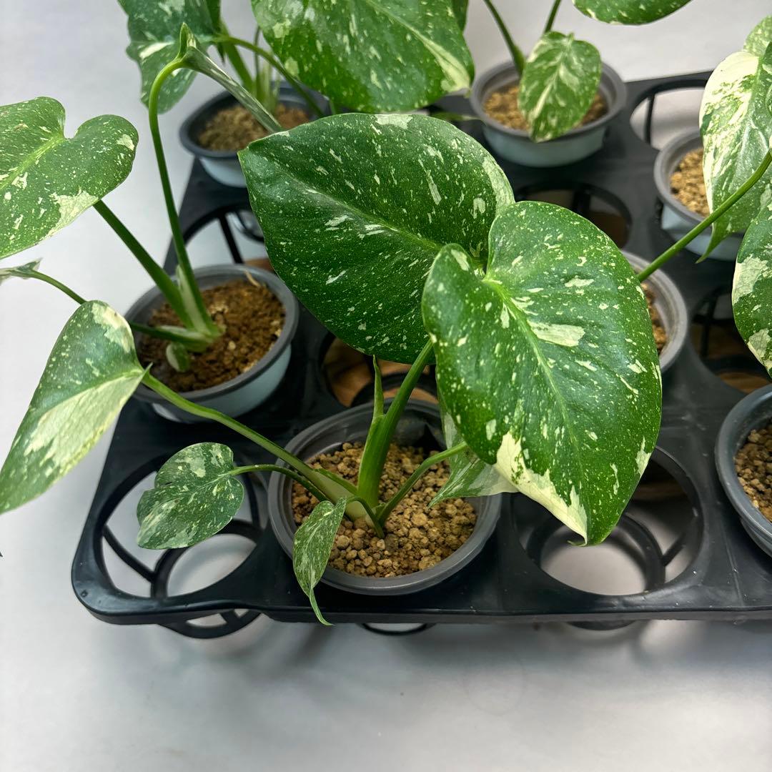 テ*ー様 10株セットms23【特別選抜】モンステラ・タイコンステレーション 斑