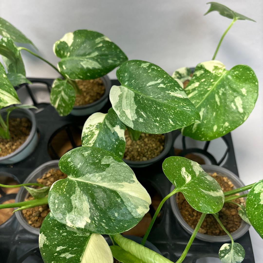 テ*ー様 10株セットms23【特別選抜】モンステラ・タイコンステレーション 斑