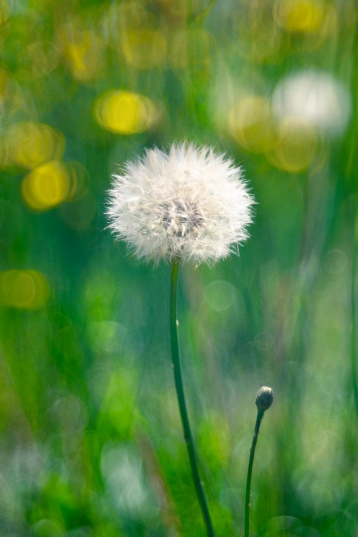 Pentacon AV 80mm F2.8 M42マウント　作例あり