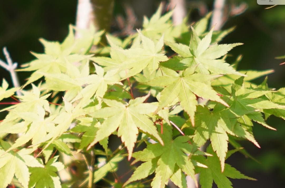 Canon 50mm F1.2 L39 作例あり