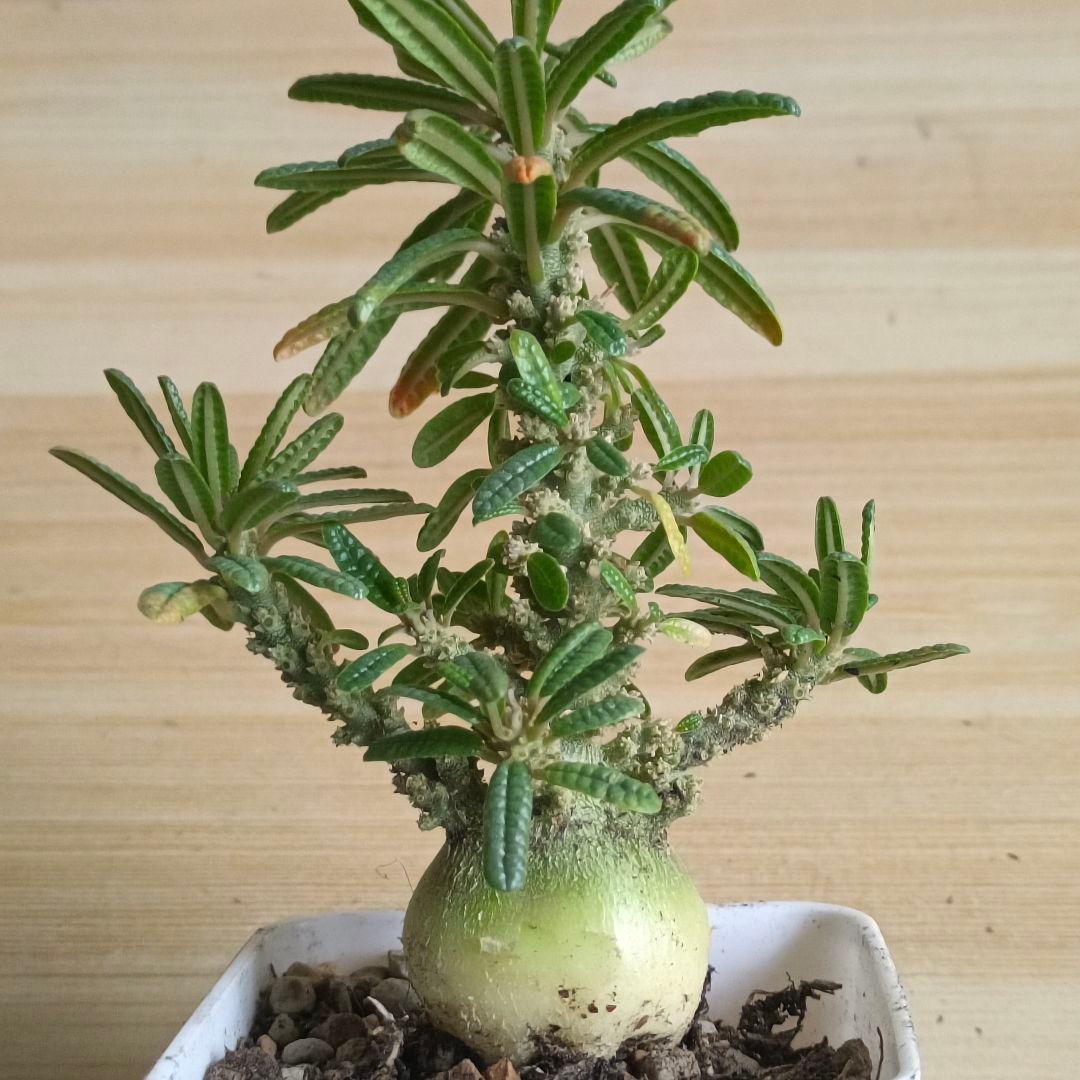 447 ドルステニア ギガス ブラータ 実生希少厳選特大株【簡単に葉が落ちる】