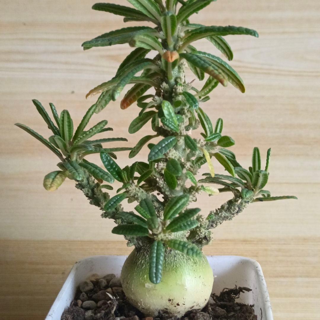 447 ドルステニア ギガス ブラータ 実生希少厳選特大株【簡単に葉が落ちる】