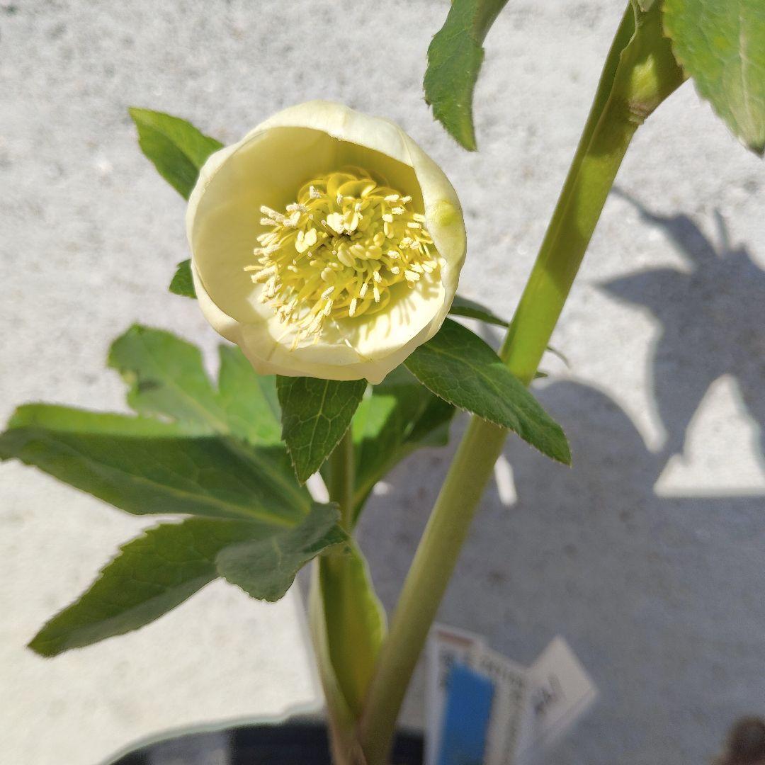 クリスマスローズ(毬姫セミ)専用となりました。