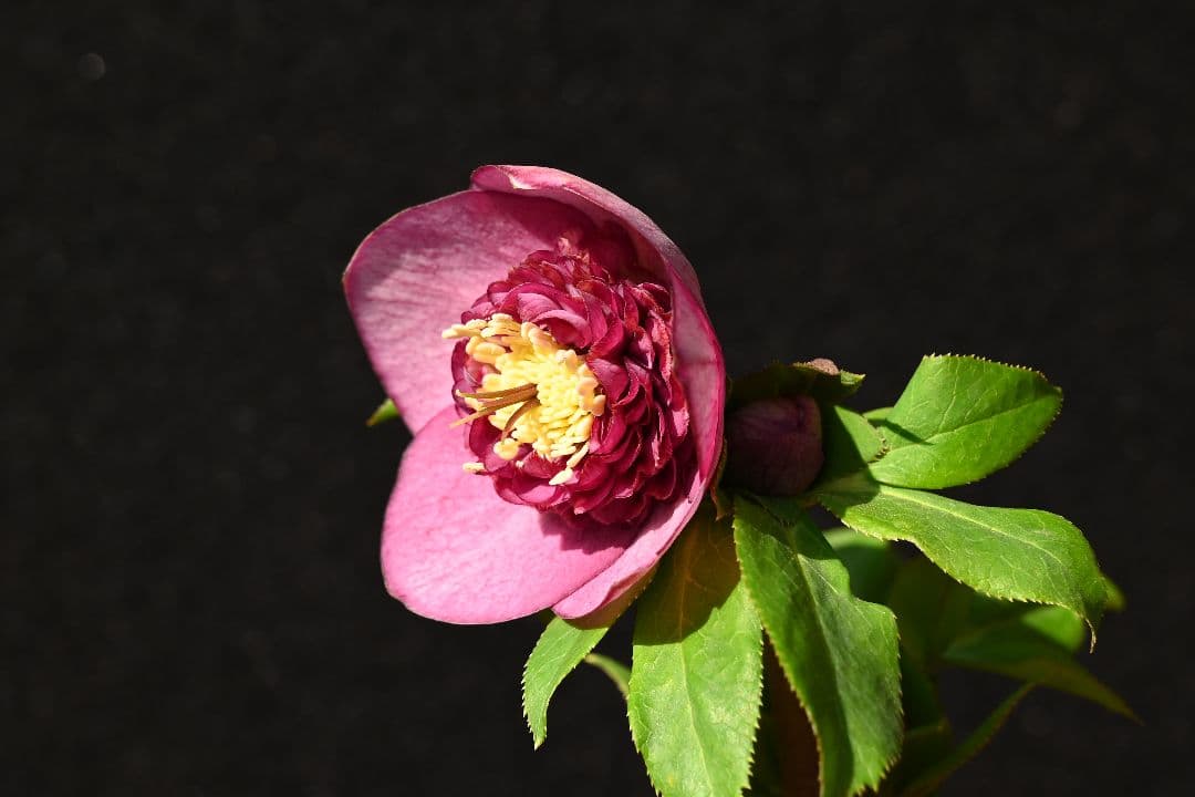 クリスマスローズ　認定レッドモーリー　加藤農園