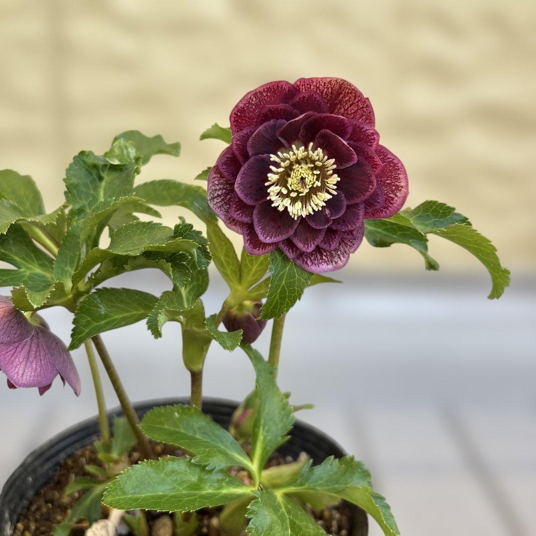 広瀬園芸　クリスマスローズ　dd整形レッドブロッチ　開花株　現品　匿名発送