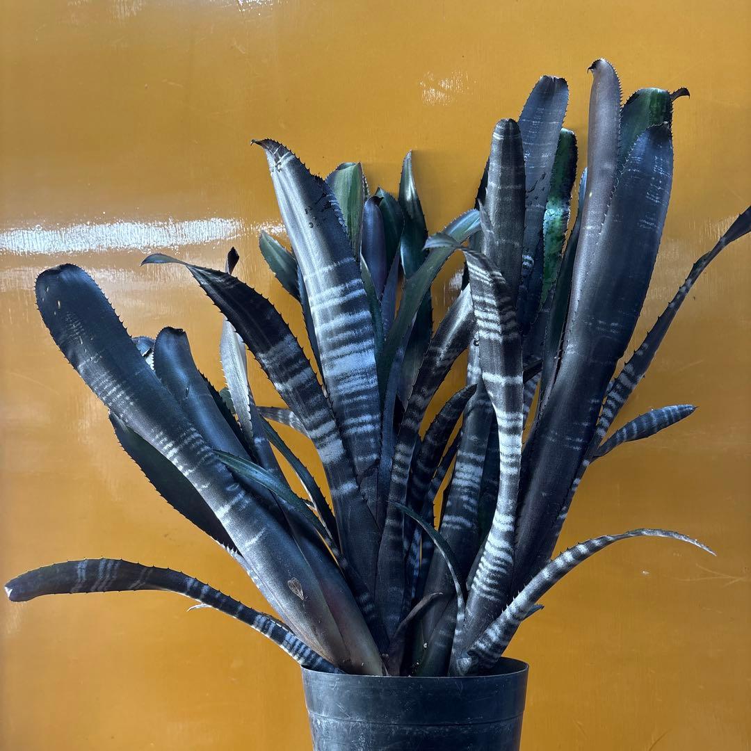 ビルベルギア　ダースベイダー　特大株