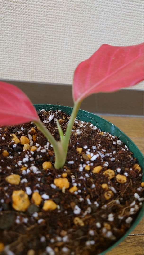 その他観葉植物 Aglaonema khan mak racha super red var