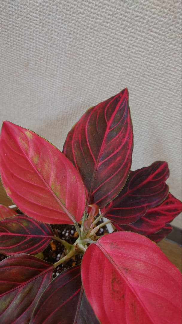 その他観葉植物 Aglaonema khan mak racha super red var