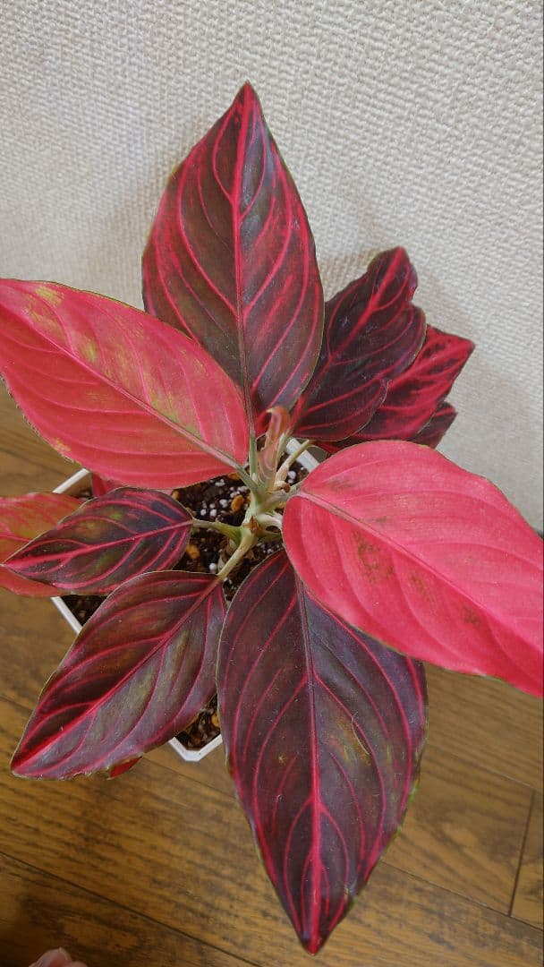 その他観葉植物 Aglaonema khan mak racha super red var