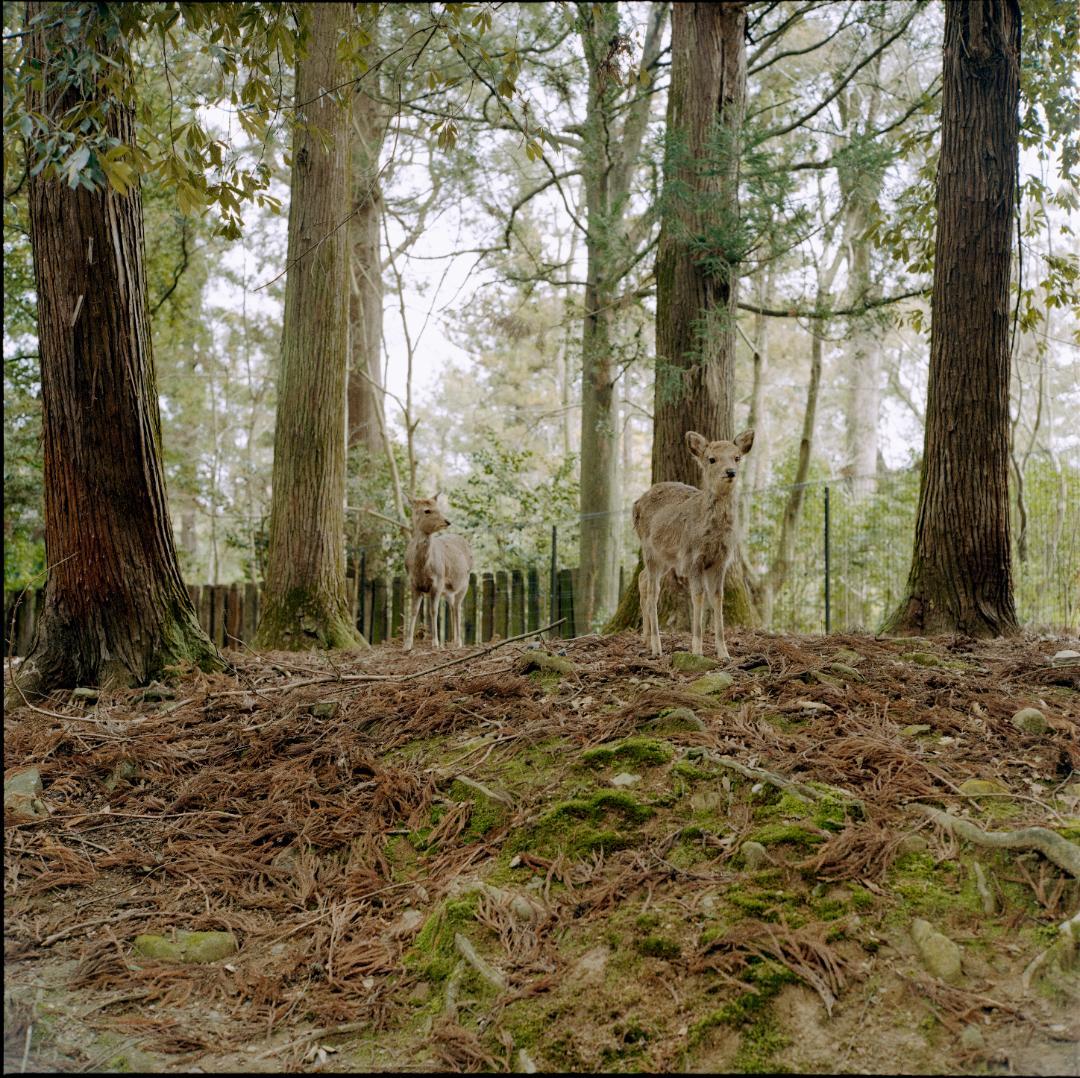 ローライフレックス 3.5Fプラナー 後期