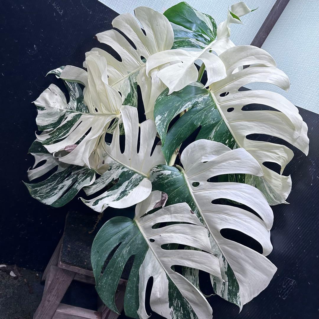 斑入りモンステラ ホワイトタイガー極美大株90cm白斑多レア