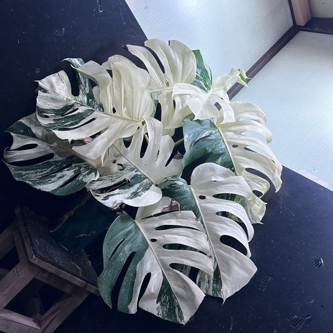 斑入りモンステラ ホワイトタイガー極美大株90cm白斑多レア