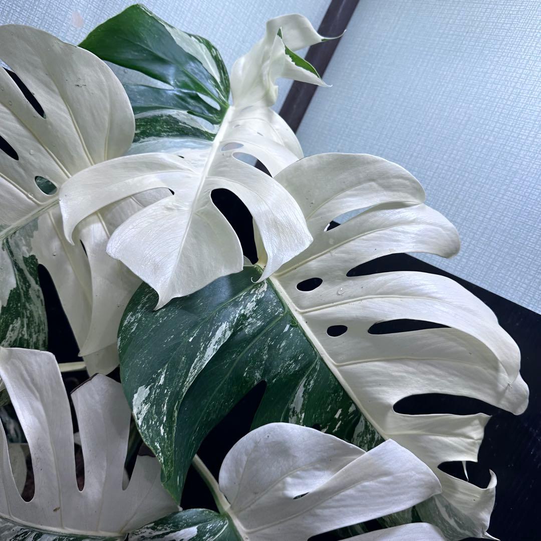 斑入りモンステラ ホワイトタイガー極美大株90cm白斑多レア