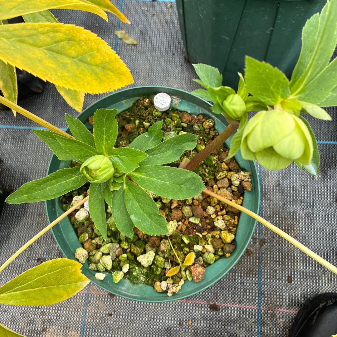 クリスマスローズ　クリアグリーンゴールド　小輪　６寸　親株