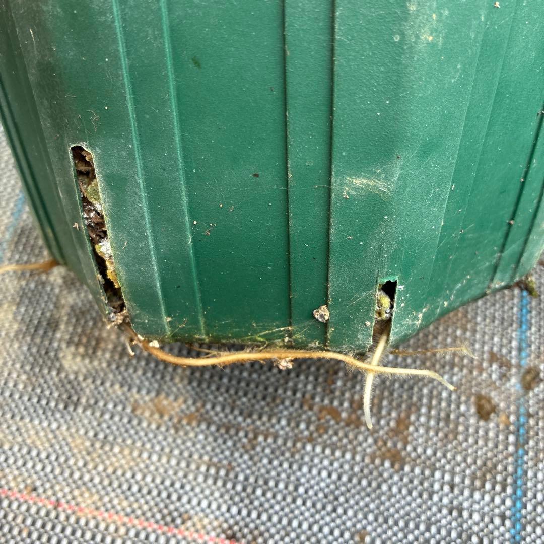 クリスマスローズ　クリアグリーンゴールド　小輪　６寸　親株