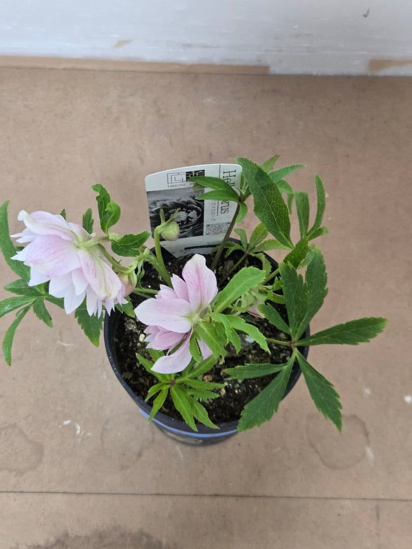 ☆広瀬園芸☆クリスマスローズ☆ダブル☆4.5号鉢☆