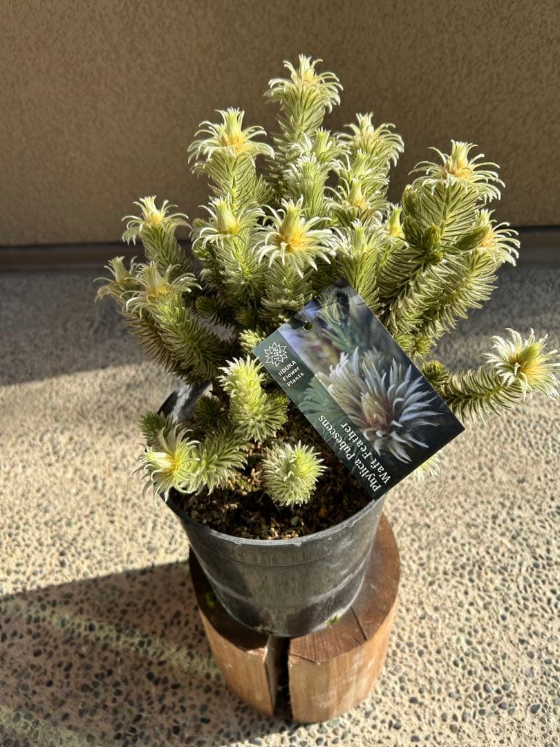 フィリカプベッセンスワフトフェザー7号②