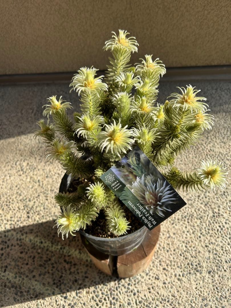 フィリカプベッセンスワフトフェザー7号②