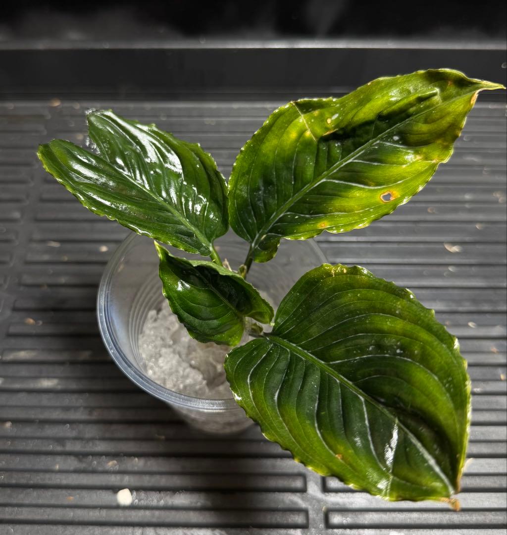 特別企画　新春セール　Aglaonema アグラオネマ　トリカラー　メタリカ　①
