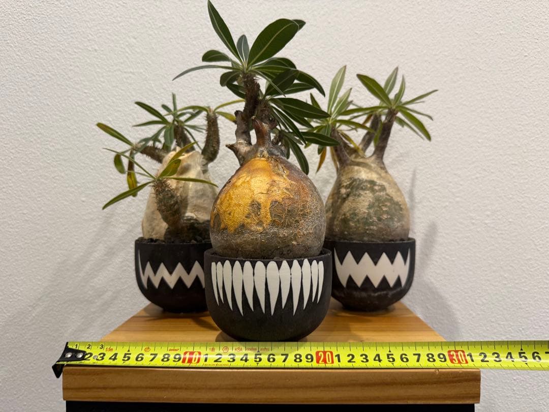 塊根植物 パキポディウム・グラキリス　VALIEM 鉢セット　バリエム