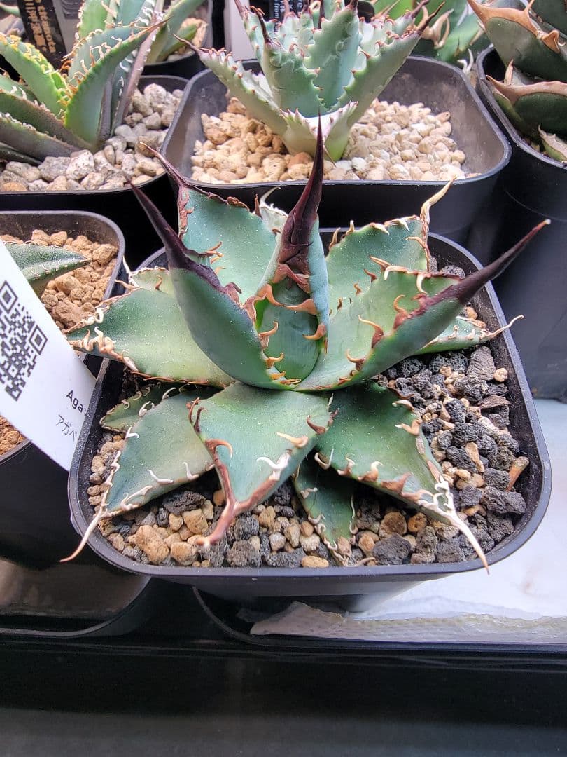 アガベ ハイブリッド BB×エボリスピナ