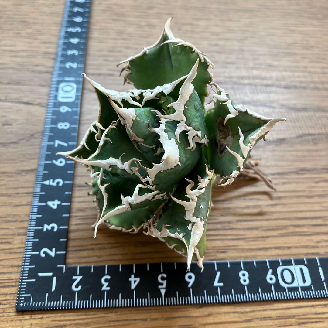 14 選抜　サイズ大　子株2株付 アガべ　白豪刺TC