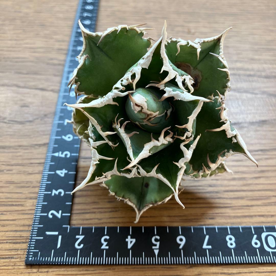 14 選抜　サイズ大　子株2株付 アガべ　白豪刺TC