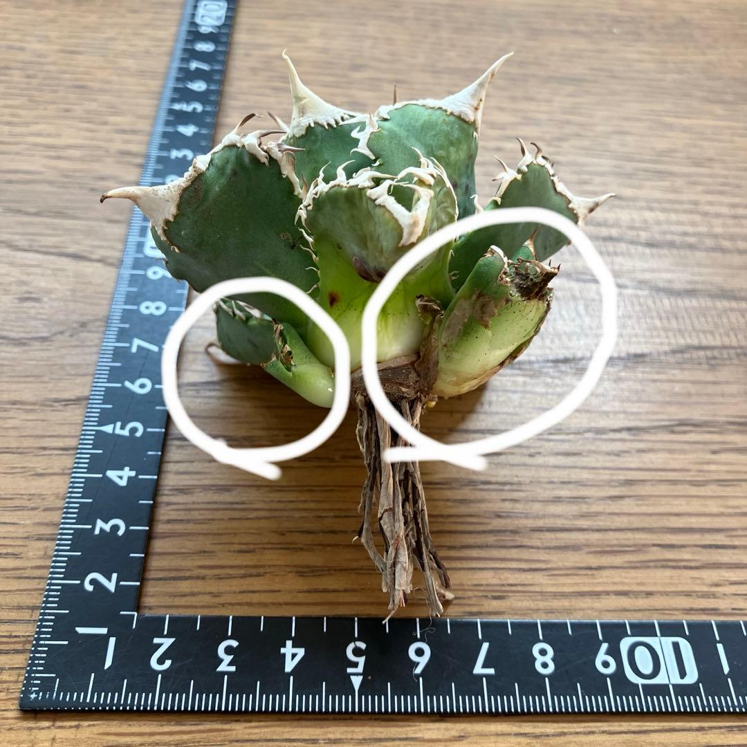 14 選抜　サイズ大　子株2株付 アガべ　白豪刺TC