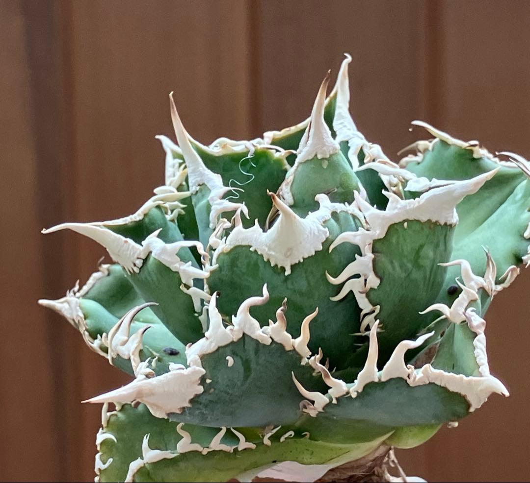 14 選抜　サイズ大　子株2株付 アガべ　白豪刺TC