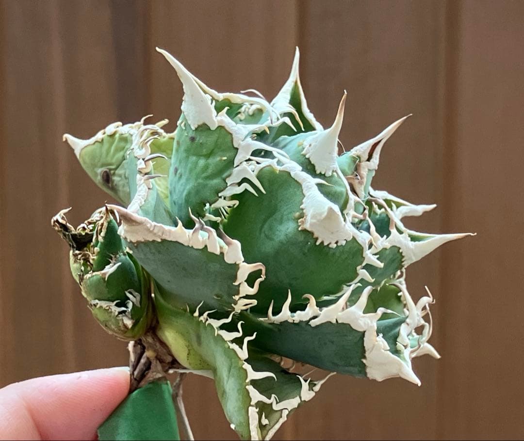 14 選抜　サイズ大　子株2株付 アガべ　白豪刺TC