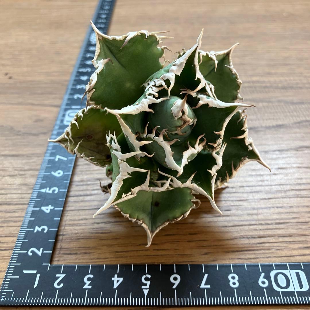 14 選抜　サイズ大　子株2株付 アガべ　白豪刺TC