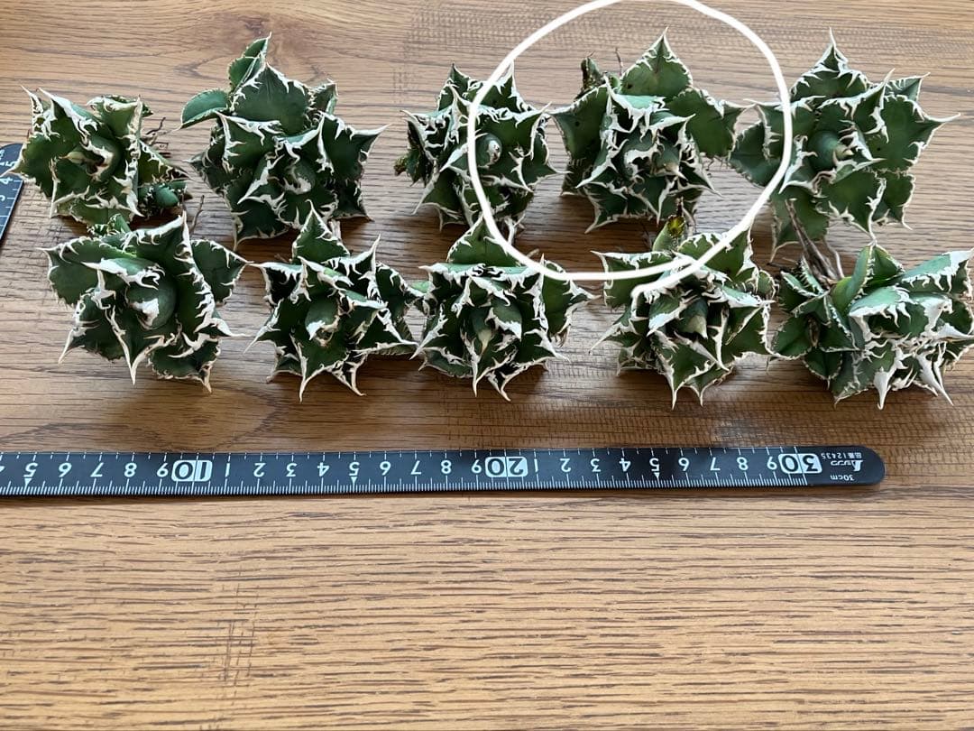 14 選抜　サイズ大　子株2株付 アガべ　白豪刺TC